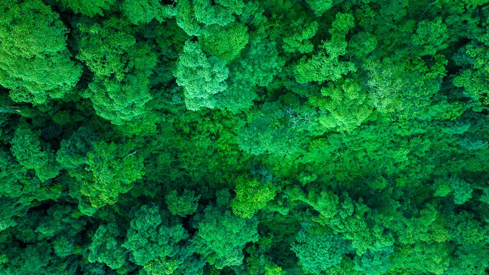 森林覆蓋率達(dá)到50%以上，滿目皆綠。益西曲批攝