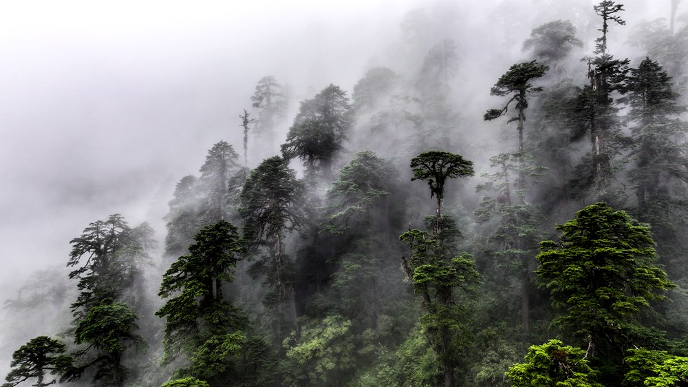 水霧蒸騰，滿目皆綠。張澤坤攝