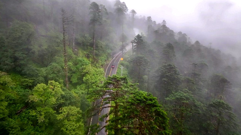 穿行于綠色間。張澤坤攝