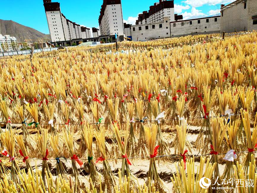 整個(gè)村莊沉浸在收獲的喜悅中。人民網(wǎng) 李海霞攝