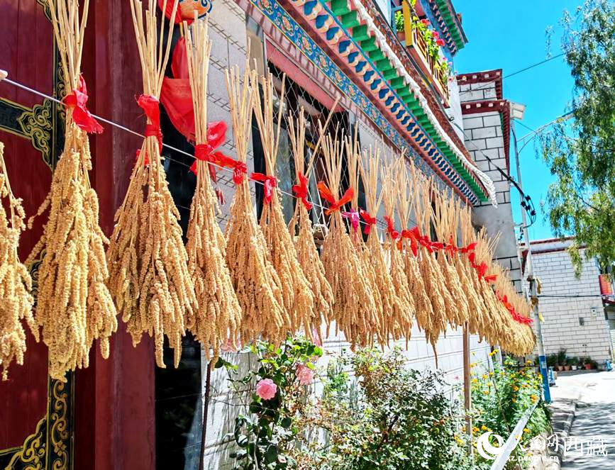 整個(gè)村莊沉浸在收獲的喜悅中。人民網(wǎng) 李海霞攝