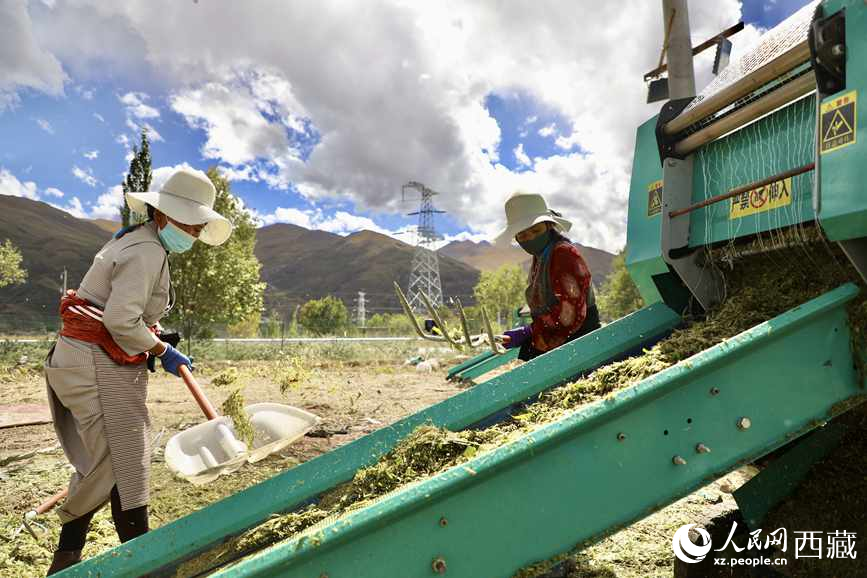 曲水茶巴拉村民正在包裝青飼玉米。人民網(wǎng)記者 次仁羅布攝