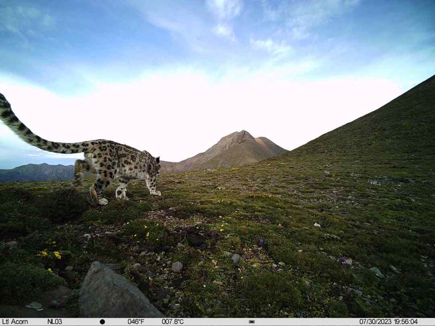 雪豹影像。山水自然保護(hù)中心供圖