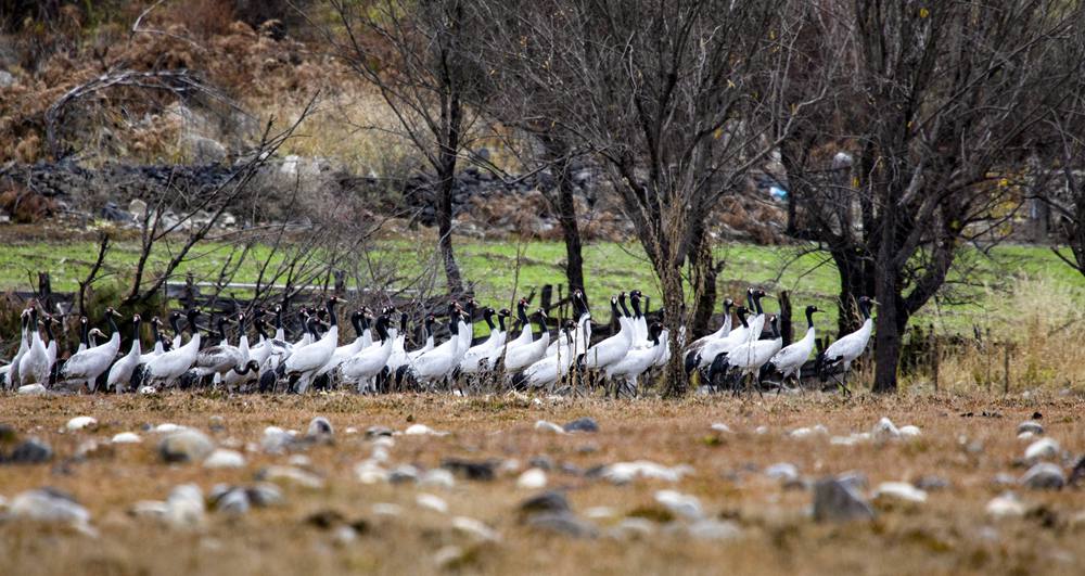 黑頸鶴在濕地上閑庭信步。索多攝