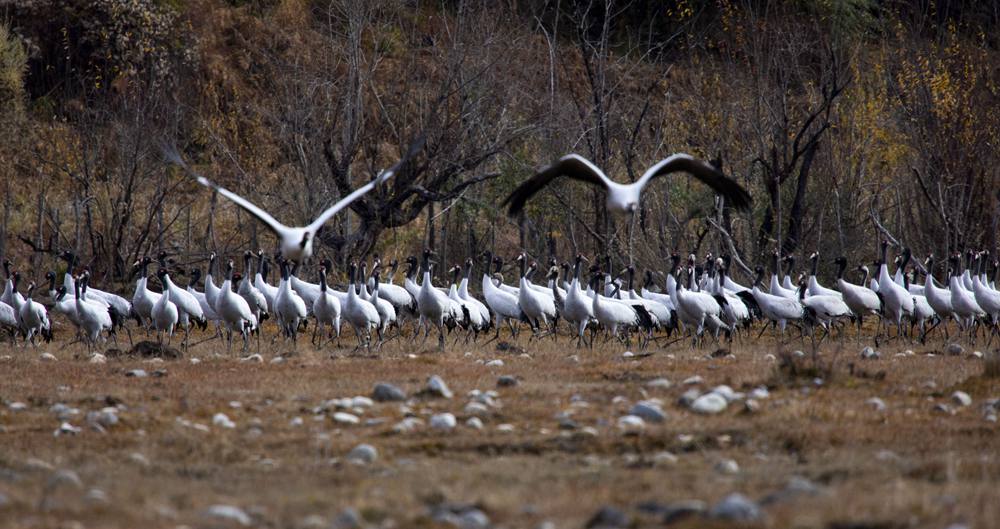 黑頸鶴蹁躚起舞美如畫。索多攝