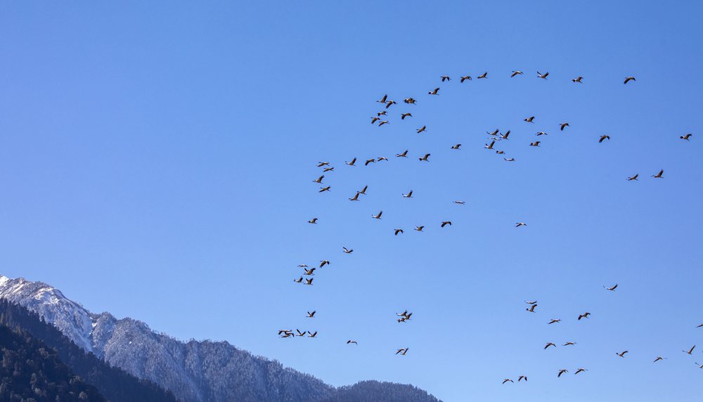 黑頸鶴在天空中自由翱翔。索多攝