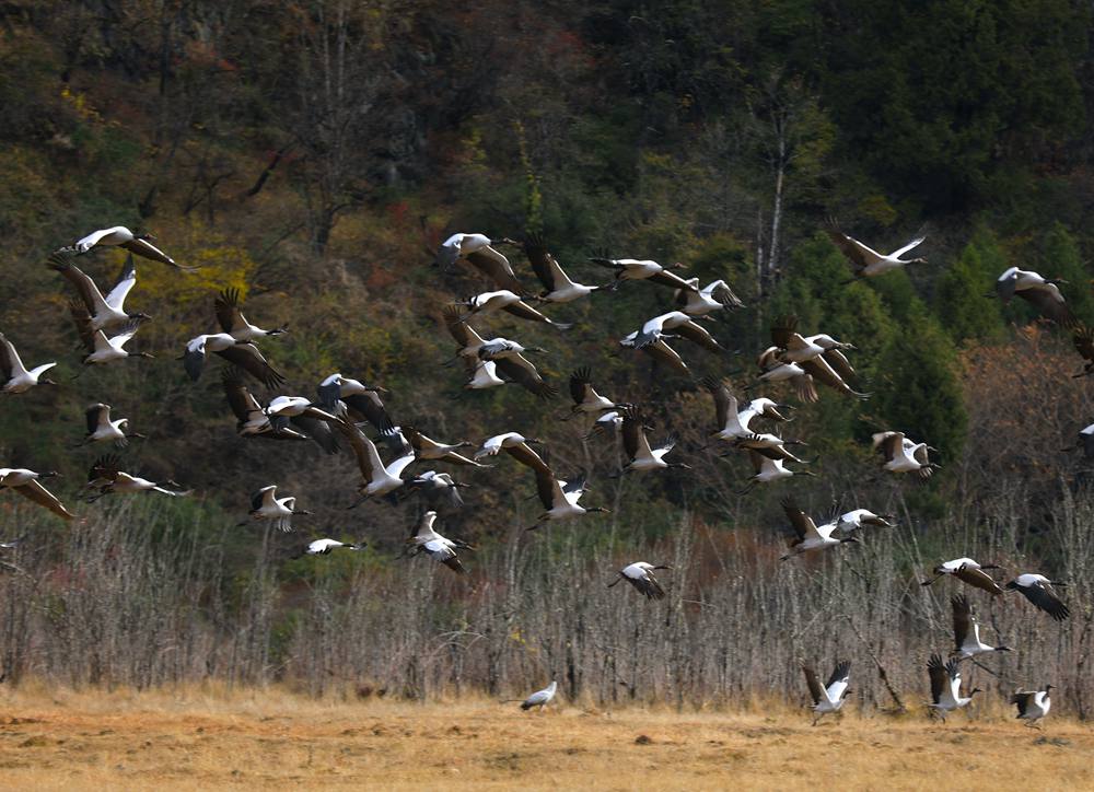 黑頸鶴蹁躚起舞美如畫。益西旦增攝