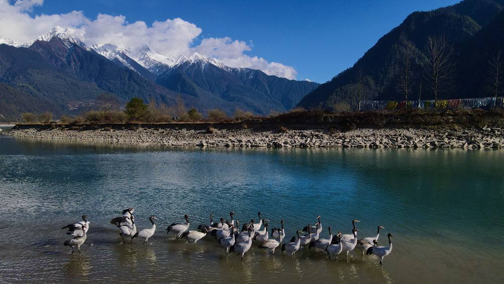 河中嬉戲的黑頸鶴。益西旦增攝