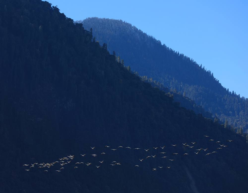 黑頸鶴在天空中自由翱翔。益西旦增攝