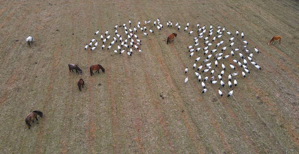 覓食中的黑頸鶴。益西旦增攝