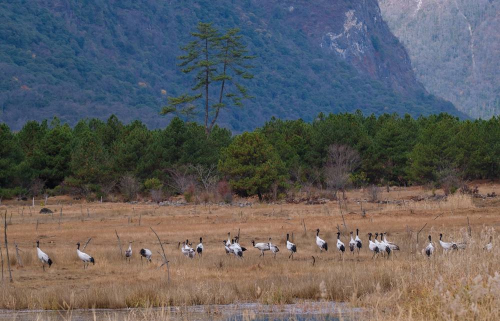 覓食中的黑頸鶴。扎頓攝