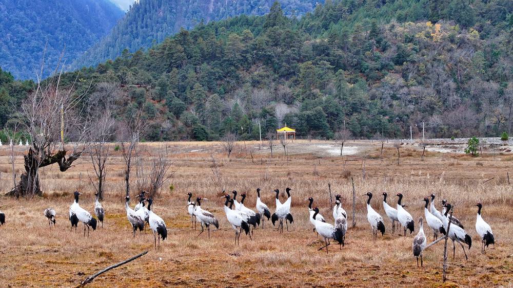 在濕地上閑庭信步的黑頸鶴。張寧攝