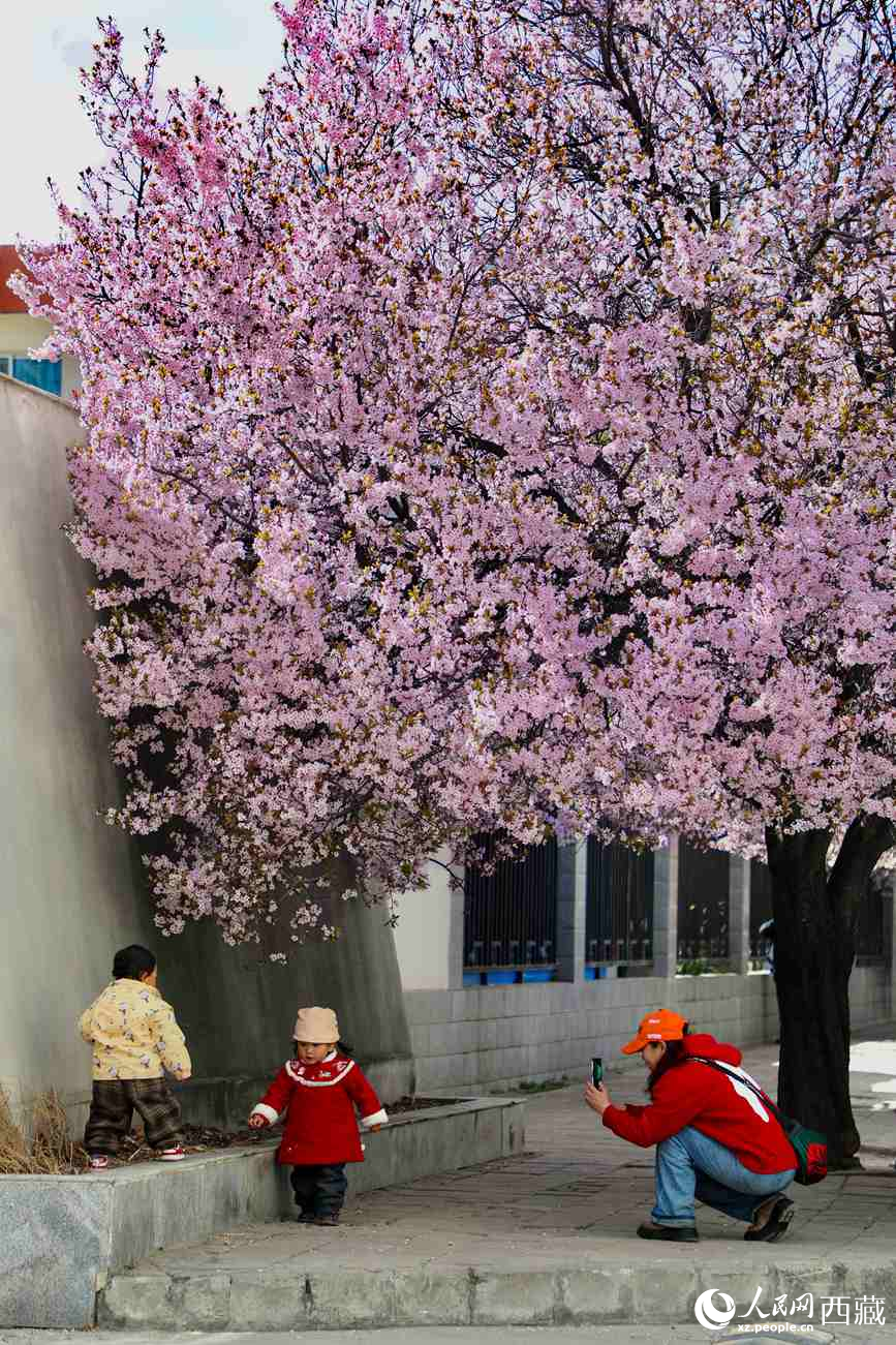 桃林下，拉薩市民游客樂享春光。人民網(wǎng)記者 次仁羅布攝