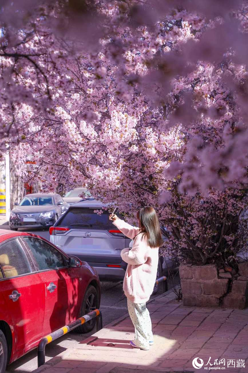 桃林下，拉薩市民游客樂享春光。人民網(wǎng)記者 次仁羅布攝