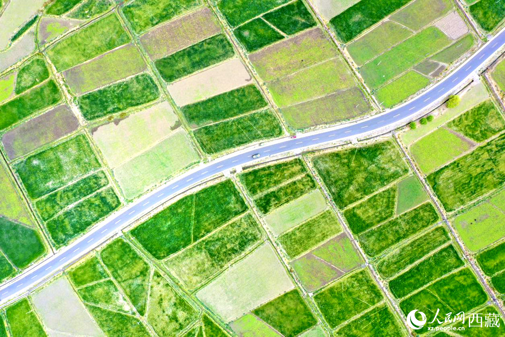 無(wú)人機(jī)視角下的西藏山南市瓊結(jié)農(nóng)田。人民網(wǎng)記者 次仁羅布攝