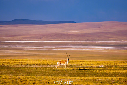 可愛壁紙上新！藏羚羊就是高原上的精靈吧