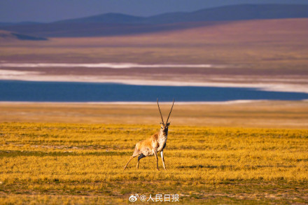 可愛壁紙上新！藏羚羊就是高原上的精靈吧
