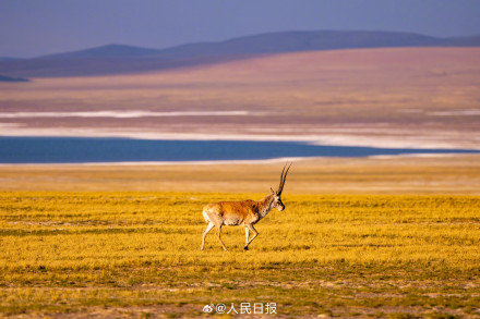 可愛壁紙上新！藏羚羊就是高原上的精靈吧