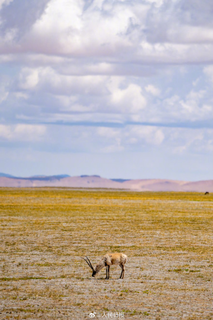 可愛壁紙上新！藏羚羊就是高原上的精靈吧