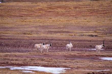 可愛壁紙上新！藏羚羊就是高原上的精靈吧