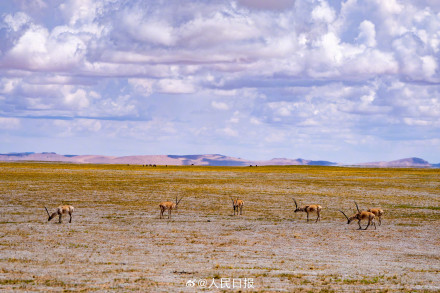 可愛壁紙上新！藏羚羊就是高原上的精靈吧