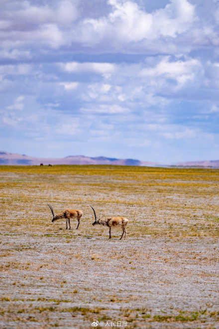 可愛壁紙上新！藏羚羊就是高原上的精靈吧