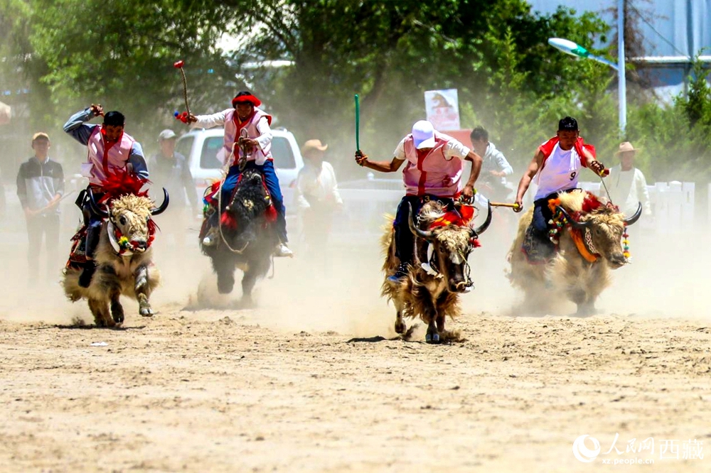 拉薩首屆農(nóng)牧民運(yùn)動(dòng)會(huì)上的賽牦牛比賽。