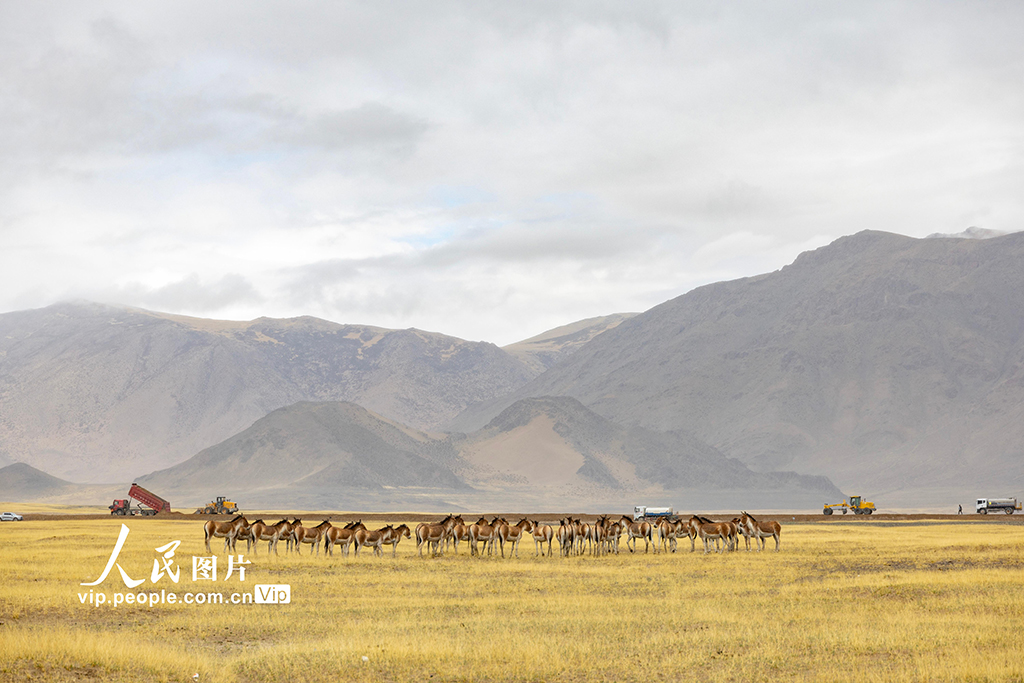 西藏阿里:高原公路建設忙【7】