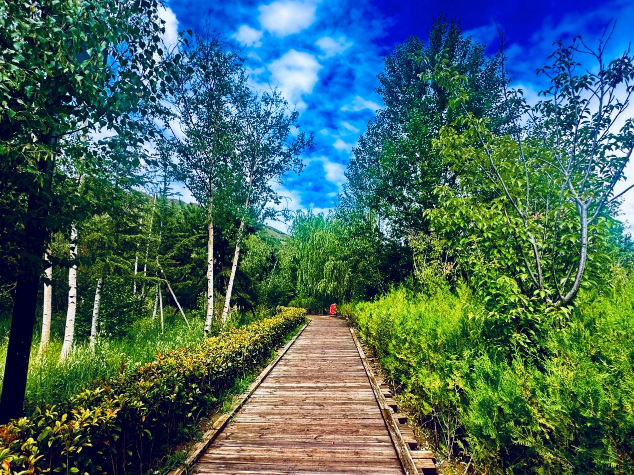 郁郁蔥蔥的南山公園。人民網記者 益西康珠攝