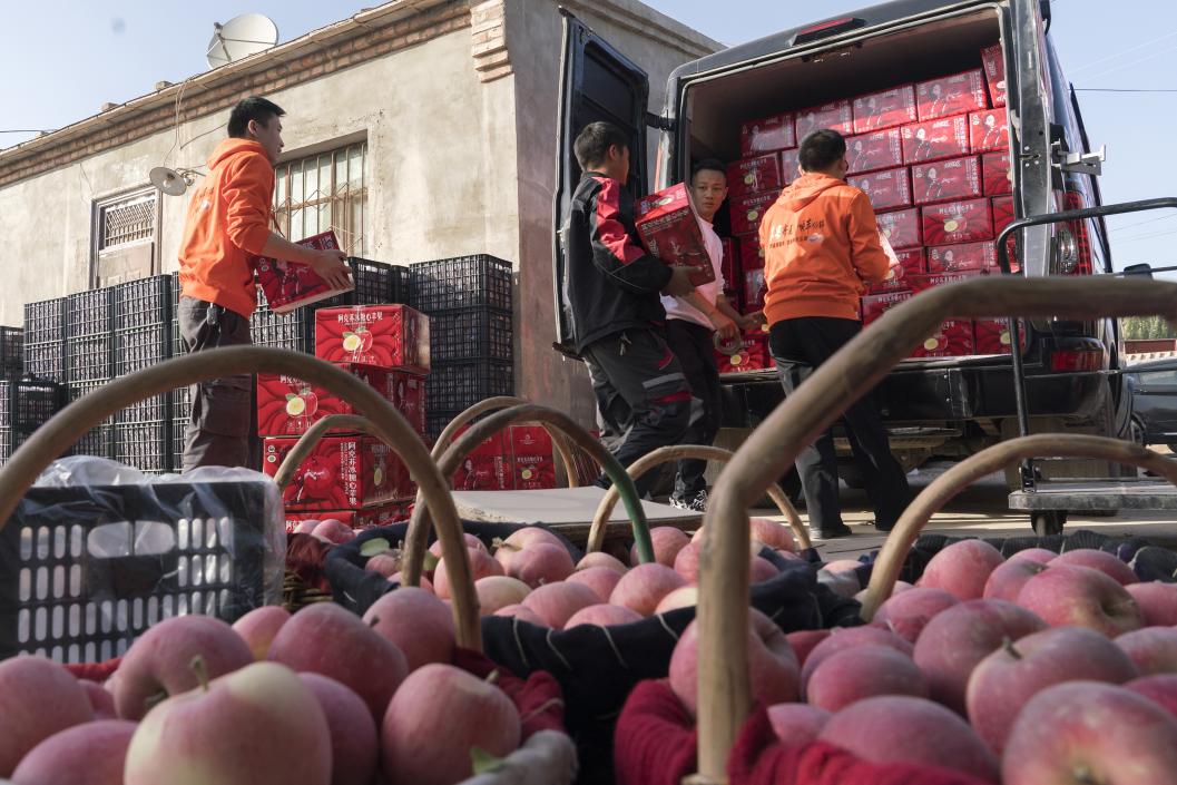 西部冰糖心蘋果，乘著商流上行。劉浩攝