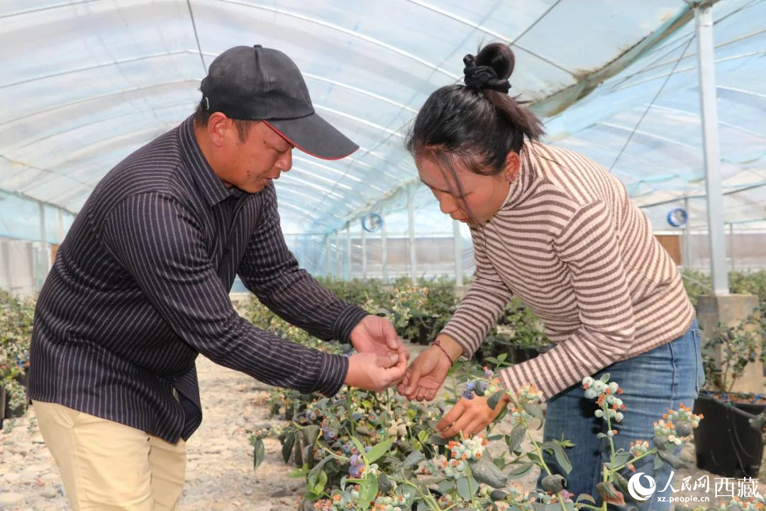 技術(shù)員劉家平和措姆在溫室大棚檢查藍(lán)莓的長(zhǎng)勢(shì)。次仁龍布攝