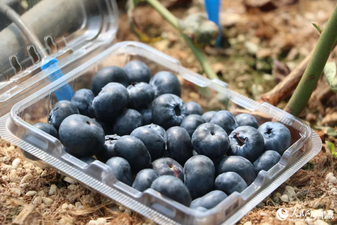 藍(lán)莓表面覆蓋著天然果霜。次仁龍布攝