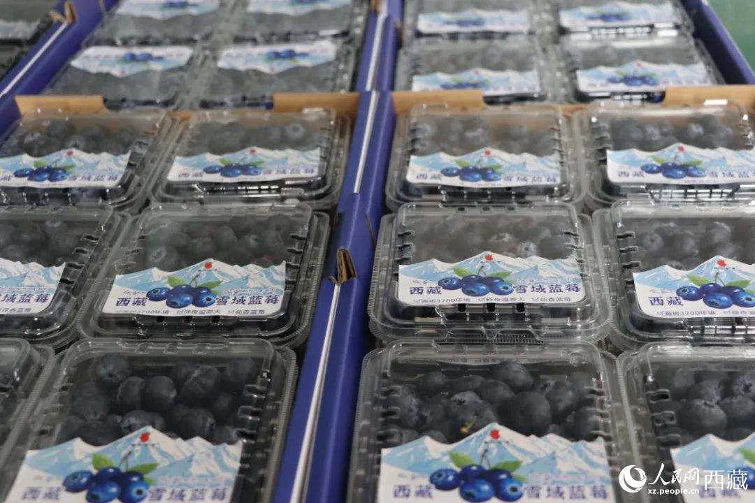 包裝好的藍(lán)莓。次仁龍布攝