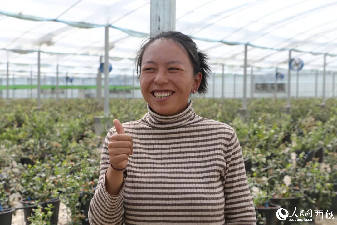 措姆品嘗自己精心照料的藍(lán)莓后，豎起了大拇指。次仁龍布攝