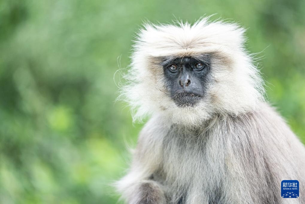 西藏亞東:長尾葉猴下山“會(huì)客”