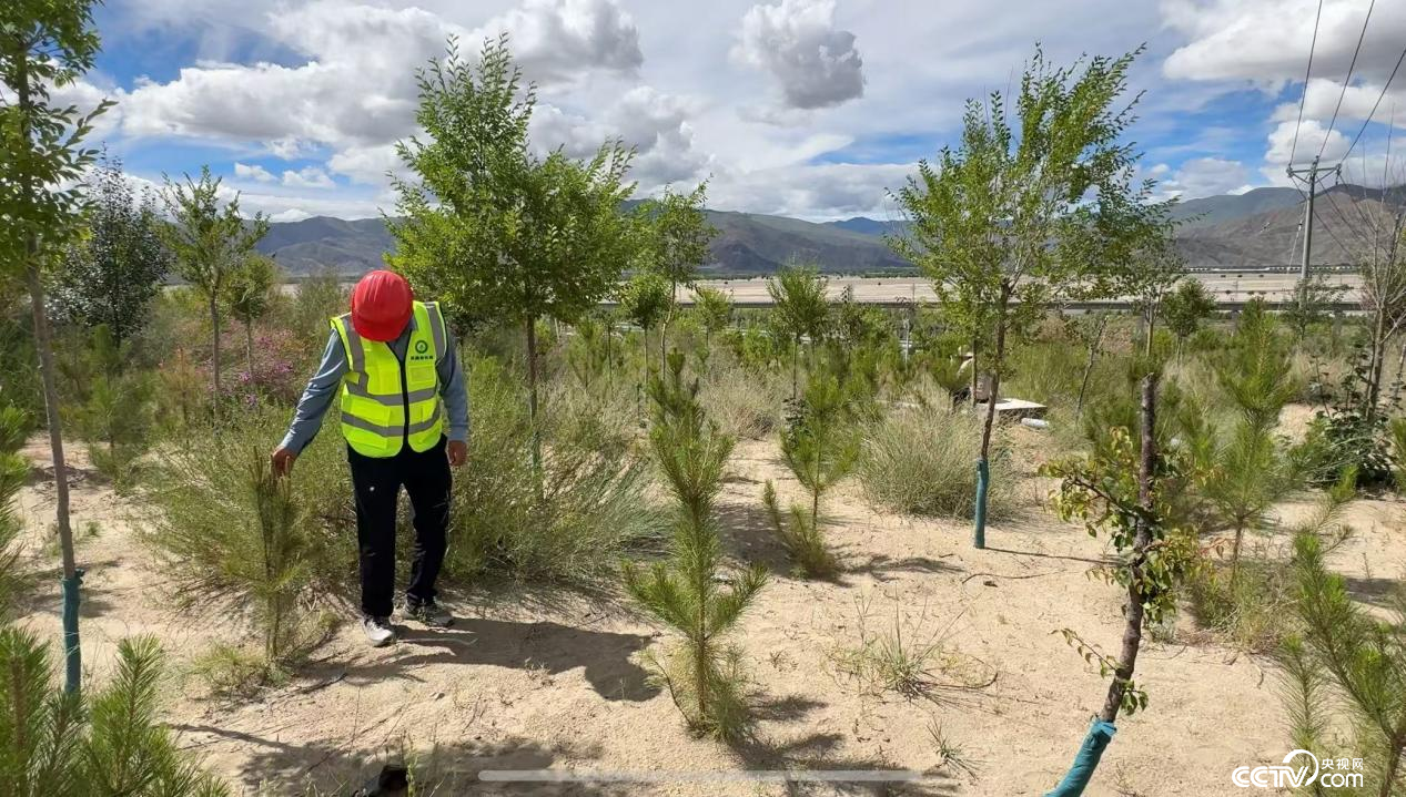 金輝在巡護(hù)樹(shù)苗 （攝影 李婷婷）