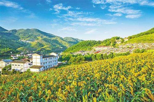 【理上網(wǎng)來o輝煌十九大】鄉(xiāng)村振興戰(zhàn)略：更綜合、全面、系統(tǒng)的發(fā)展戰(zhàn)略