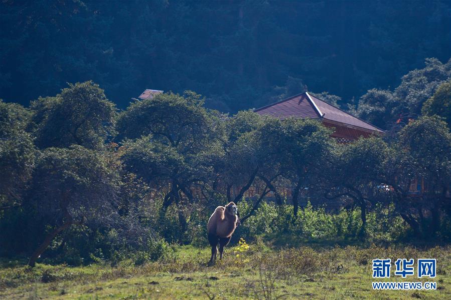 （全面建成小康社會“百城千縣萬村調(diào)研行”·圖文互動(dòng)）（8）青海卡陽村：“光棍村”的華麗轉(zhuǎn)身