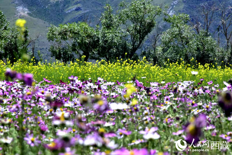 油菜花與格?；ㄏ嘤吵扇?。人民網(wǎng) 李海霞攝