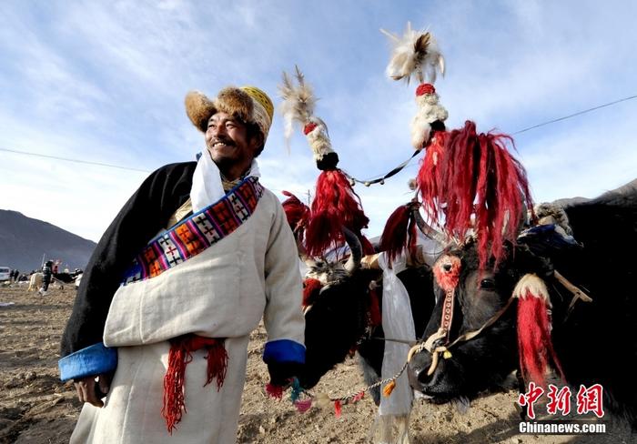 資料圖為2013年3月16日，拉薩市堆龍德慶區(qū)德慶村的農(nóng)民牽著牦牛參加春耕儀式，按照傳統(tǒng)方式由牦牛開第一犁。 <a target='_blank' href='/'><p  align=