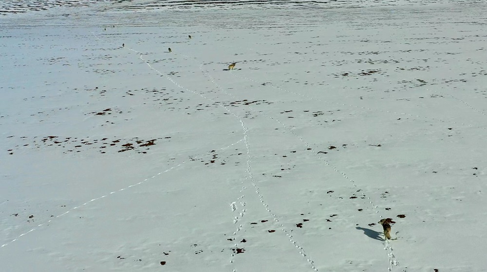 天地一色，狼群在雪地里不斷地向前奔跑。