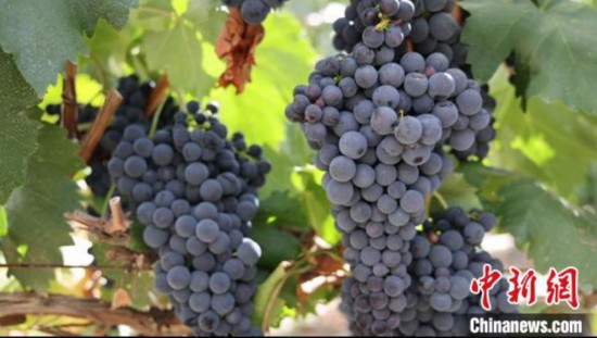 圖為桑日縣種植的葡萄?！∩侥仙Ｈ湛h委宣傳部提供