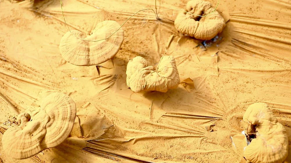 靈芝基地內孢子粉布滿塑料膜。