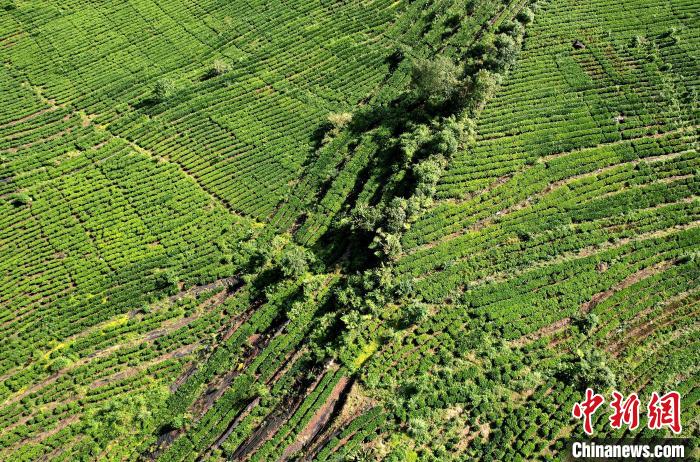 圖為西藏林芝市墨脫縣果果塘大拐彎附近的茶田。(無(wú)人機(jī)照片) 李林 攝