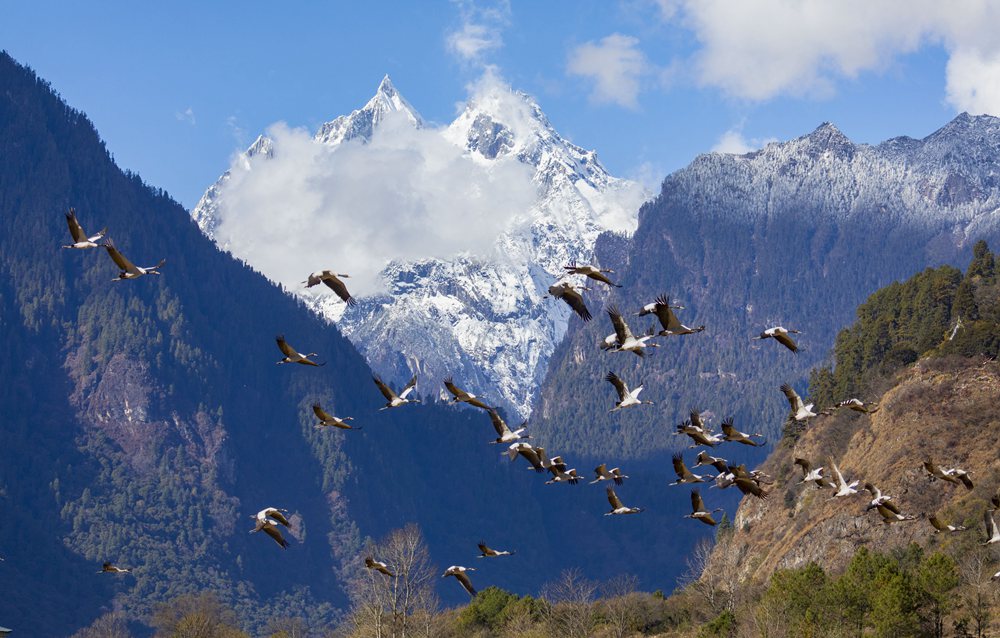 黑頸鶴蹁躚起舞美如畫(huà)。索多攝