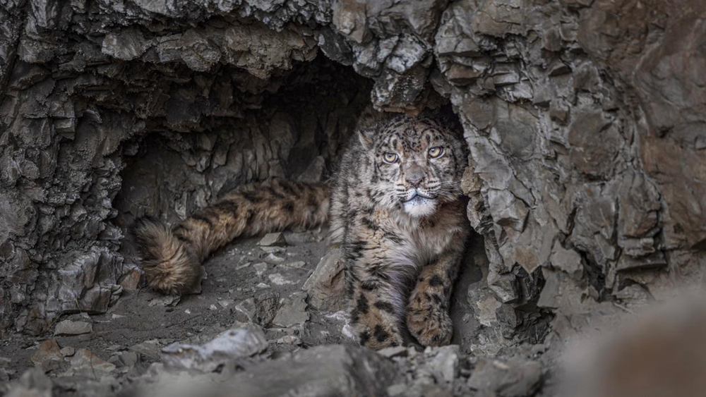 “高原精靈”雪豹。尼瑪多吉攝